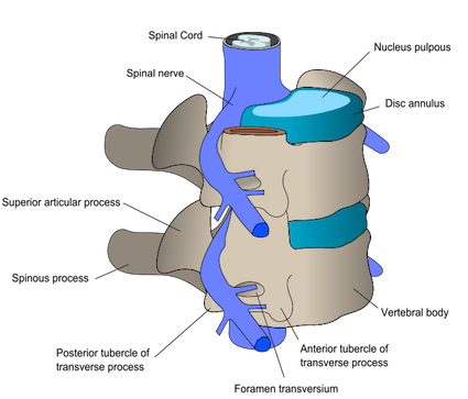 Figure 2. Some of the structures making up your lower back. (Drawing by Anuskafm under the GNU Free Documentation License)
