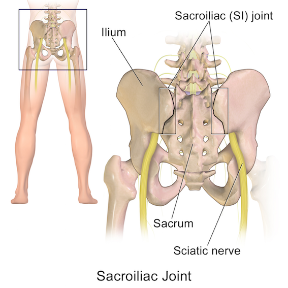Figure 4. Sacroiliac joint and sciatic nerve. (Drawing by BruceBlaus under Creative Commons Attribution 3.0 Unported)