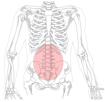 Figure 1. Your lower back. (Drawing by LadyofHats)