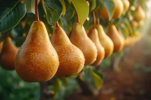 Fruit Happens!