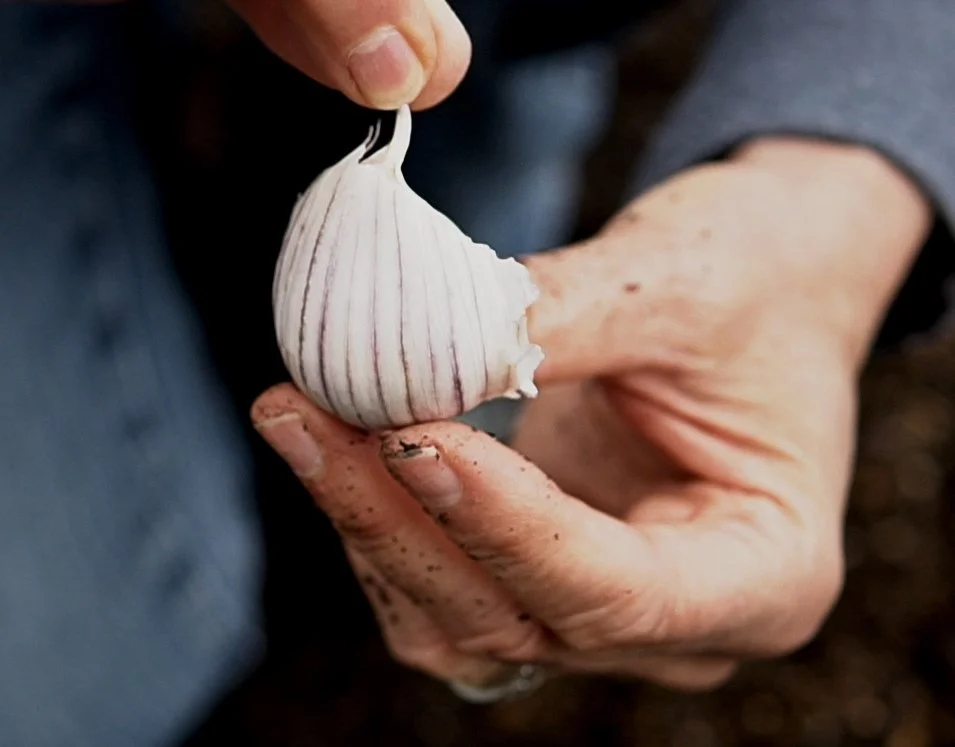 Grow Your Own Garlic: The Multifaceted Culinary Delight! — Territorial ...
