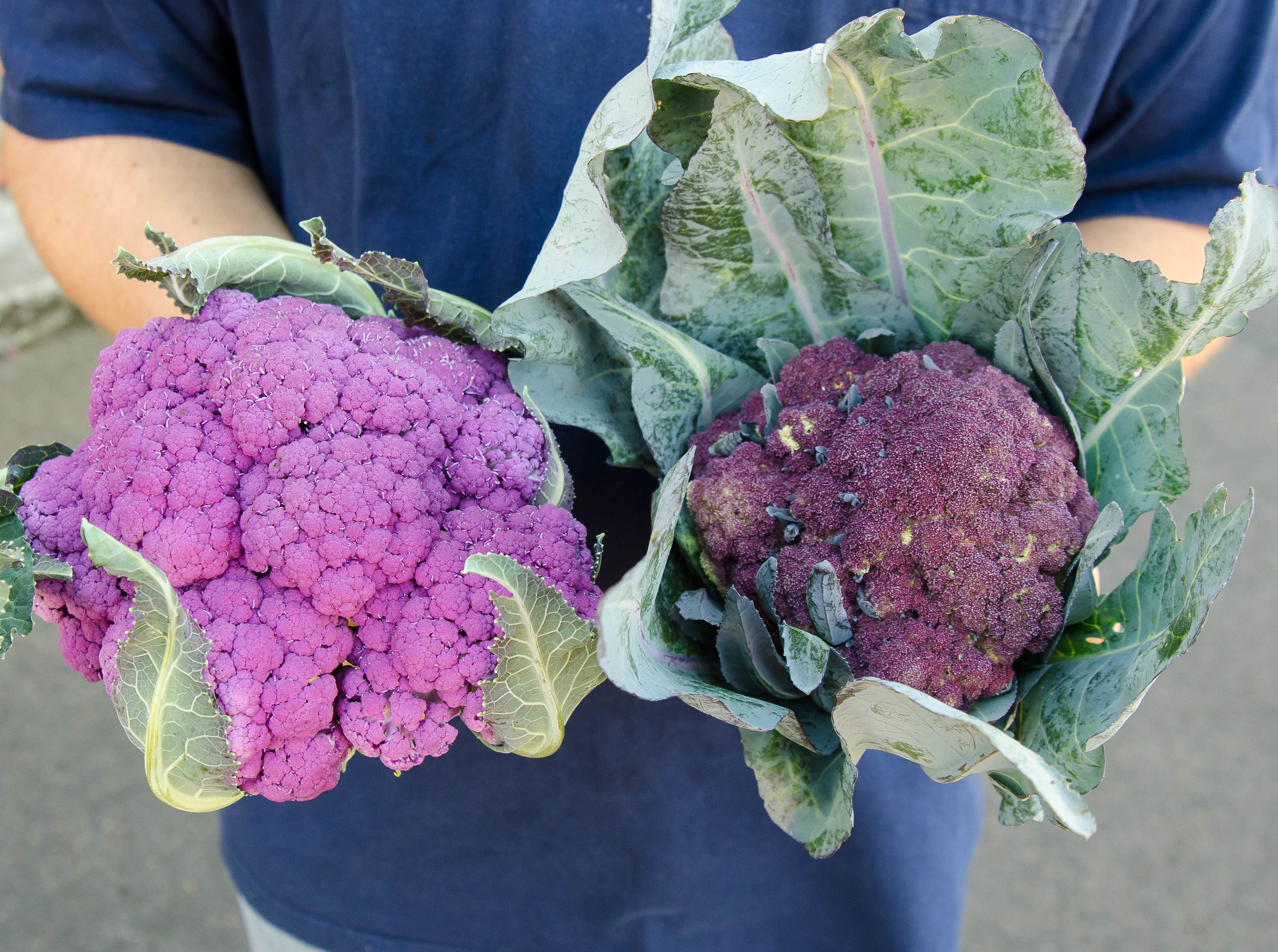 Mulberry and Purple of Sicily.jpg