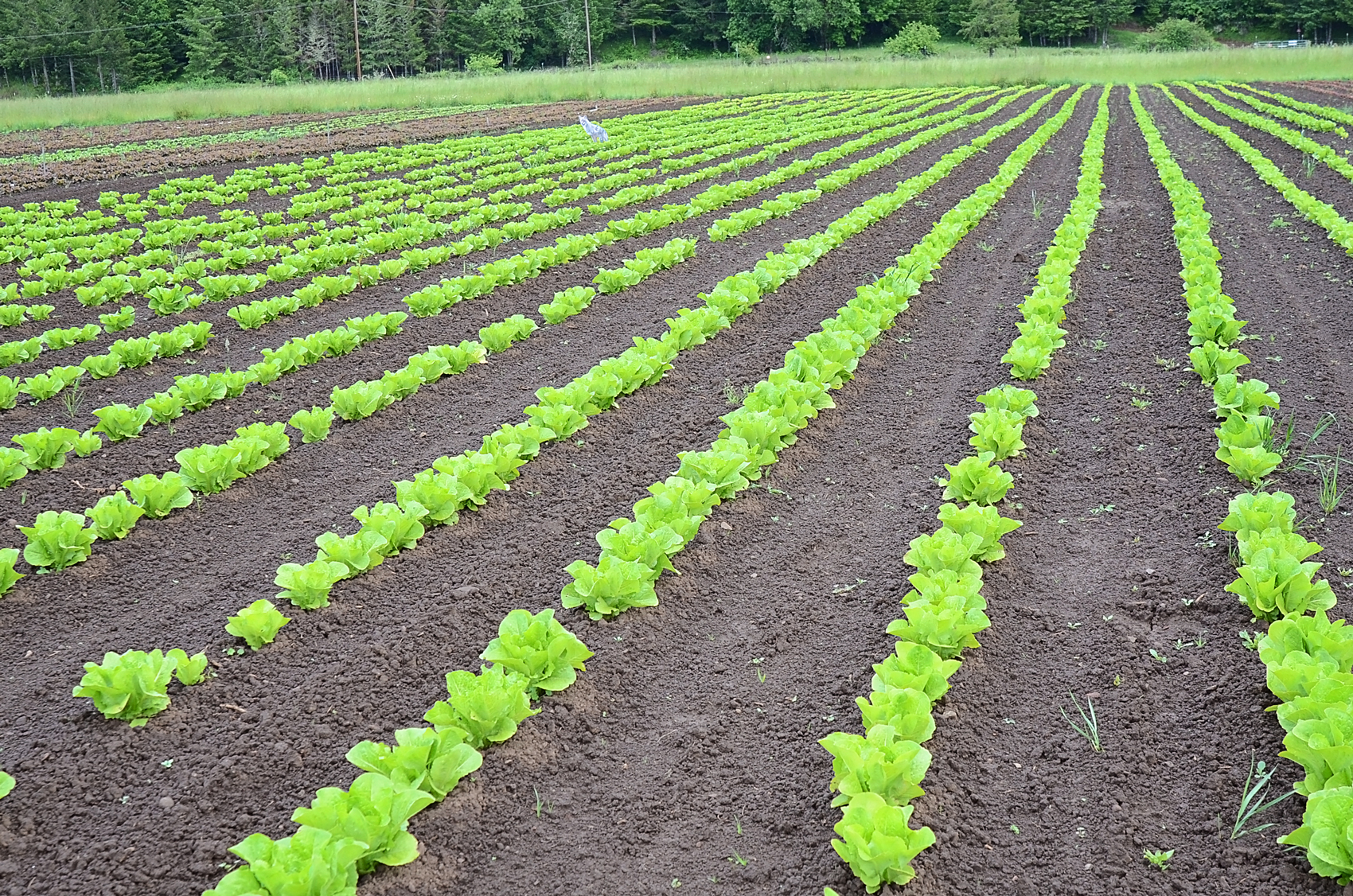 lettuce-seed-crop-6-22-16.jpg