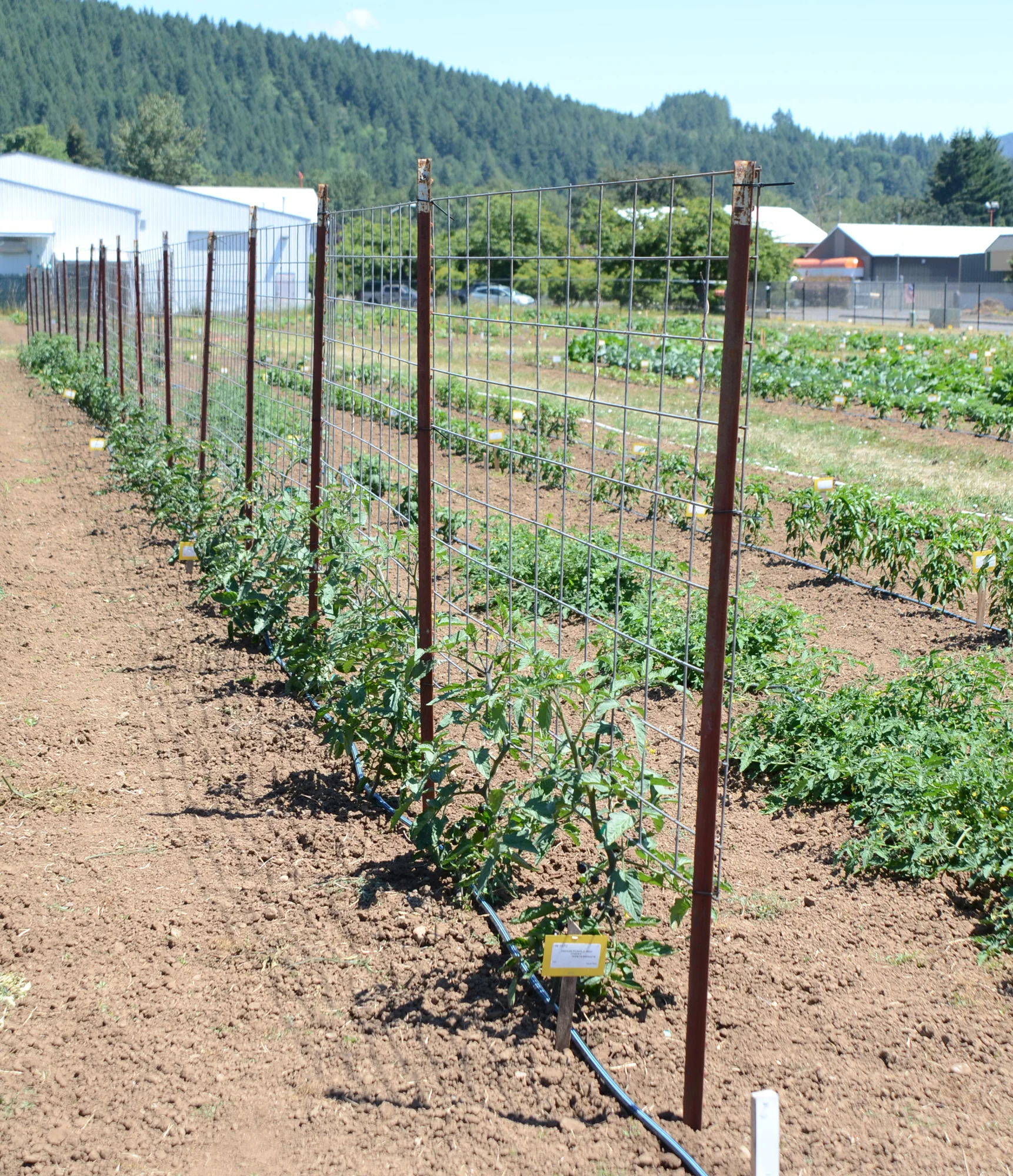 Cattle panel trellises at our trial farm.