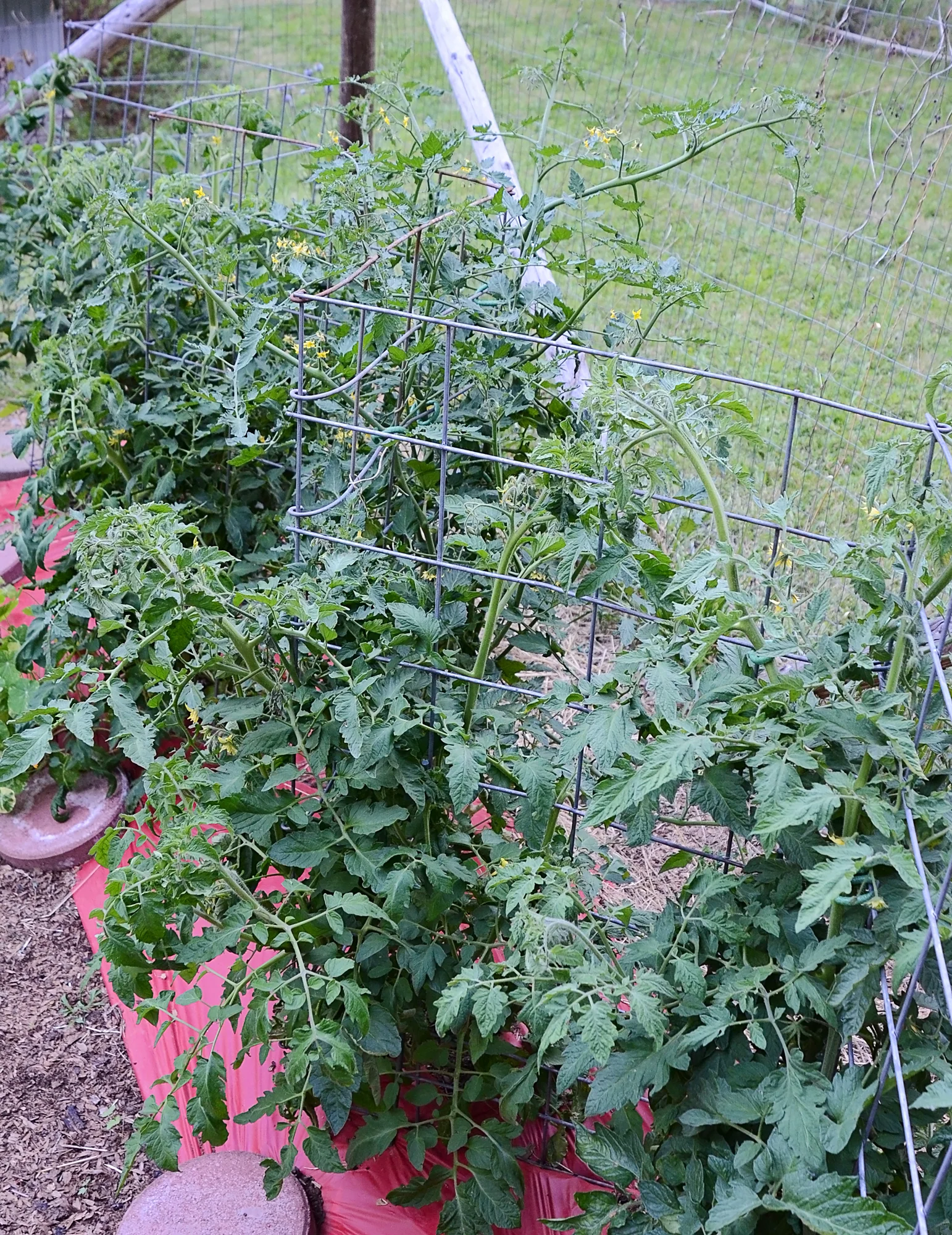 From a customer garden: Zig-zag structure