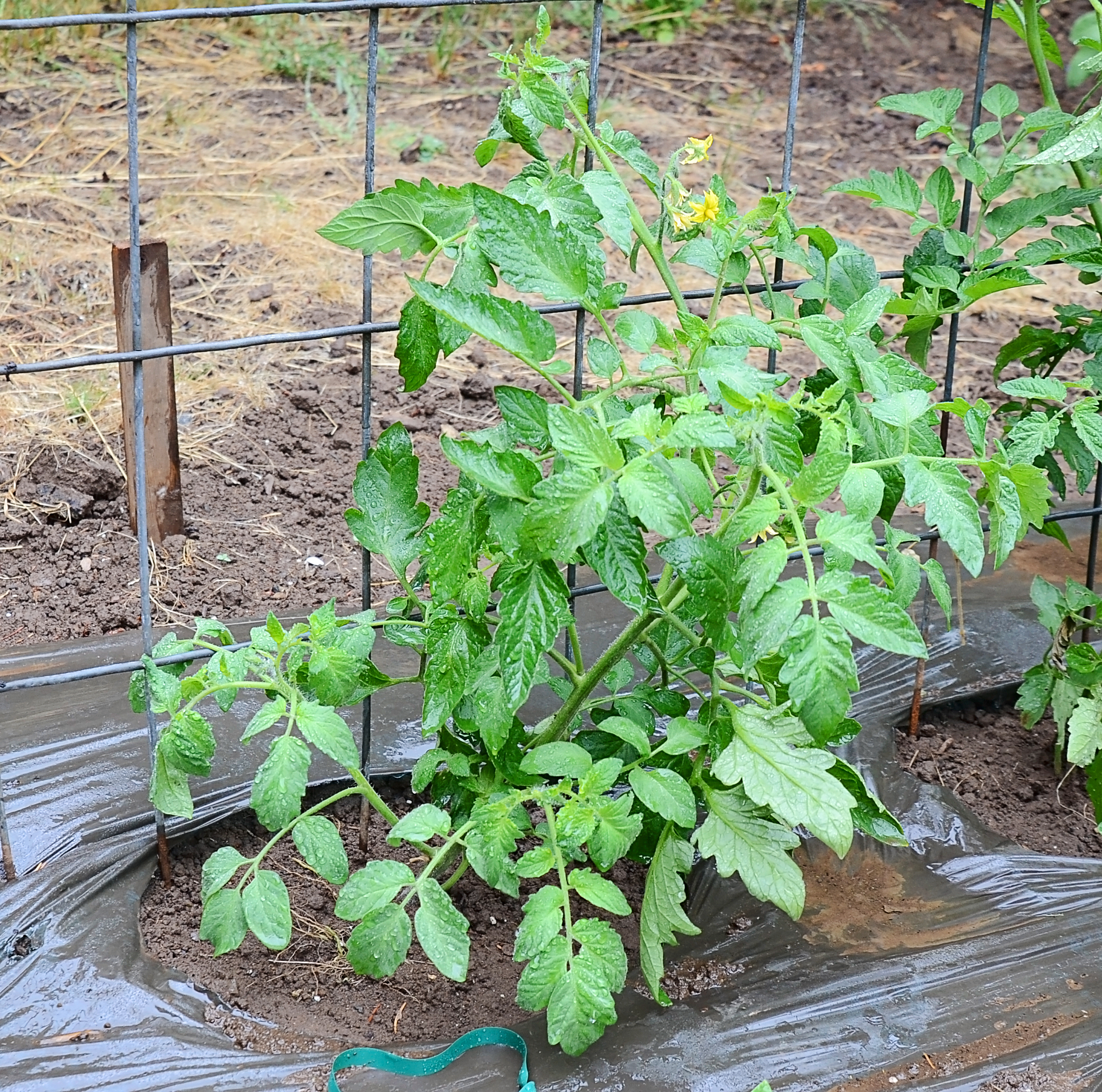 Kat's-tomatoes-07-08-16-(2).jpg