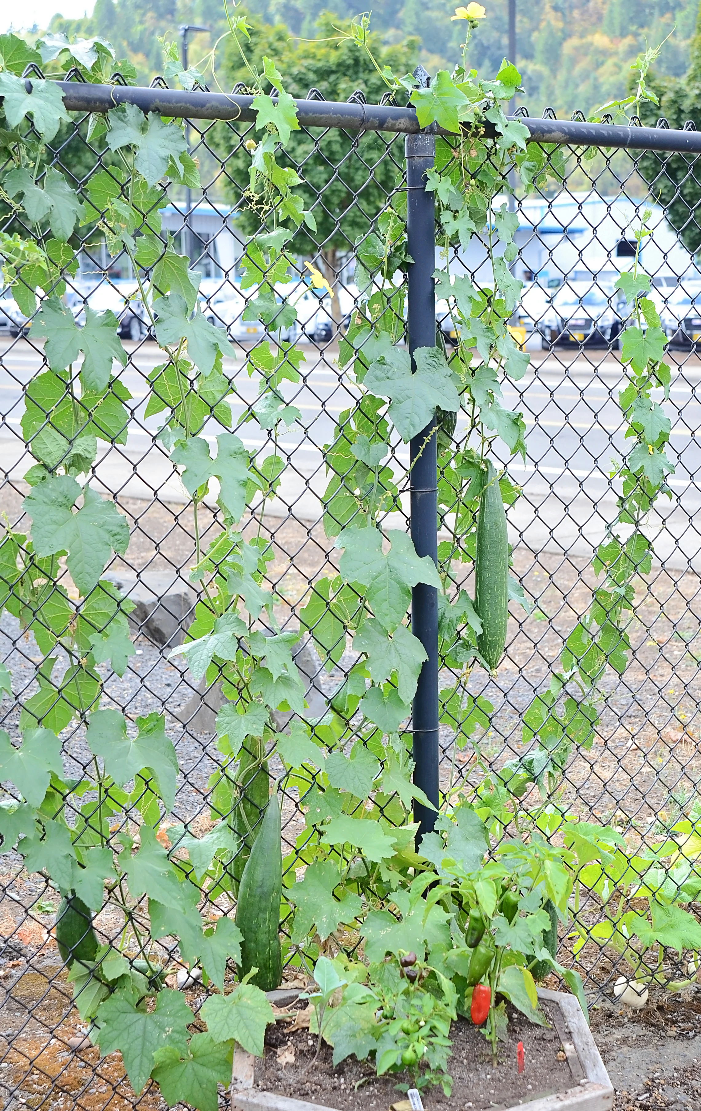 Luffa