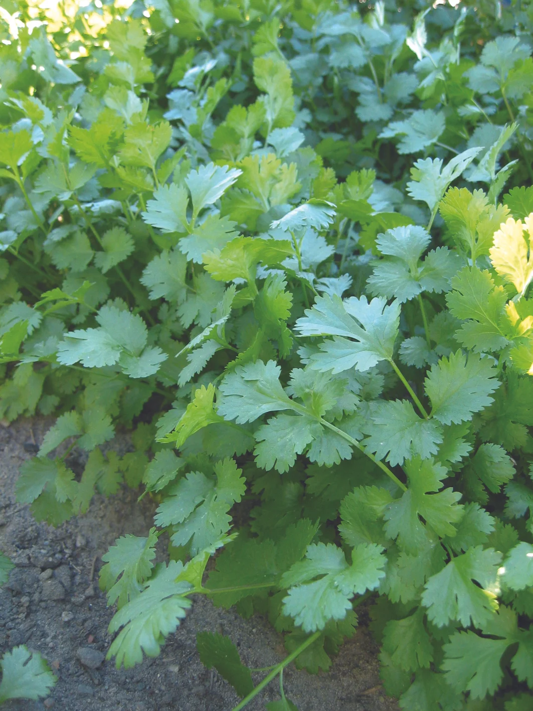Marino Cilantro