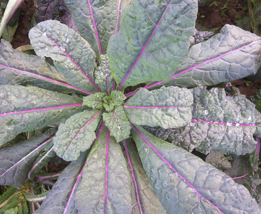 Dazzling Blue Kale