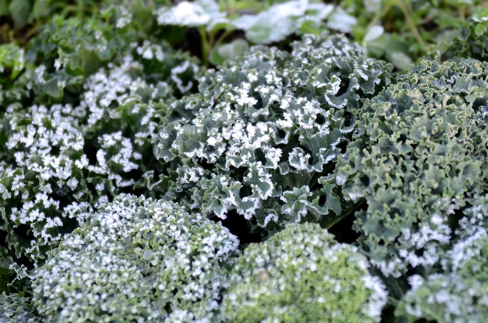 Kale after a deep frost: December 2013
