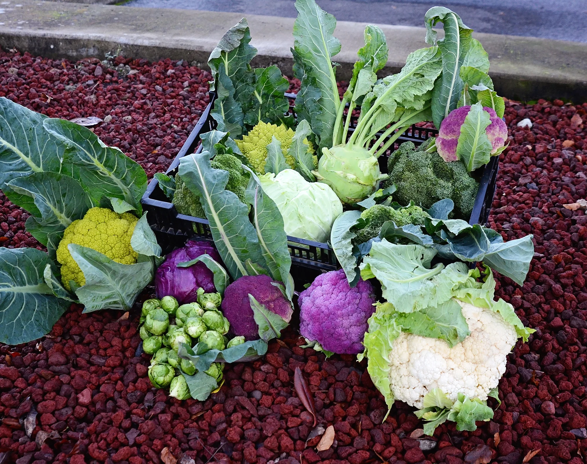 Veggies harvested: 12-29-14