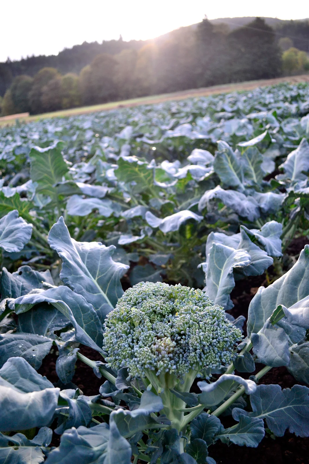 Broccoli: October 2014