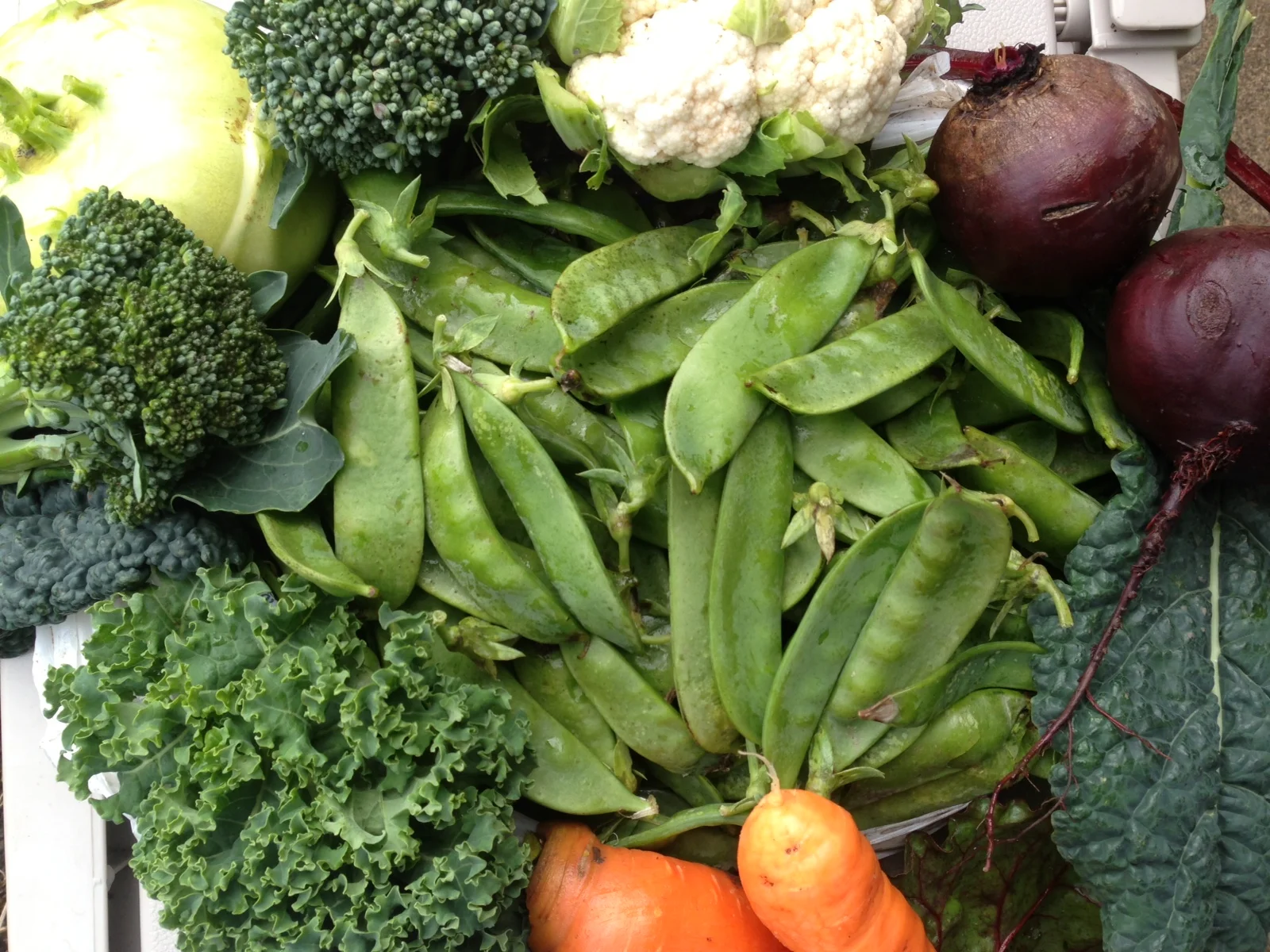 Veggies planted in the summer and fall, then harvested just in time for Thanksgiving.
