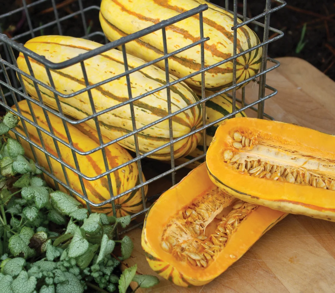 Delicata winter squash