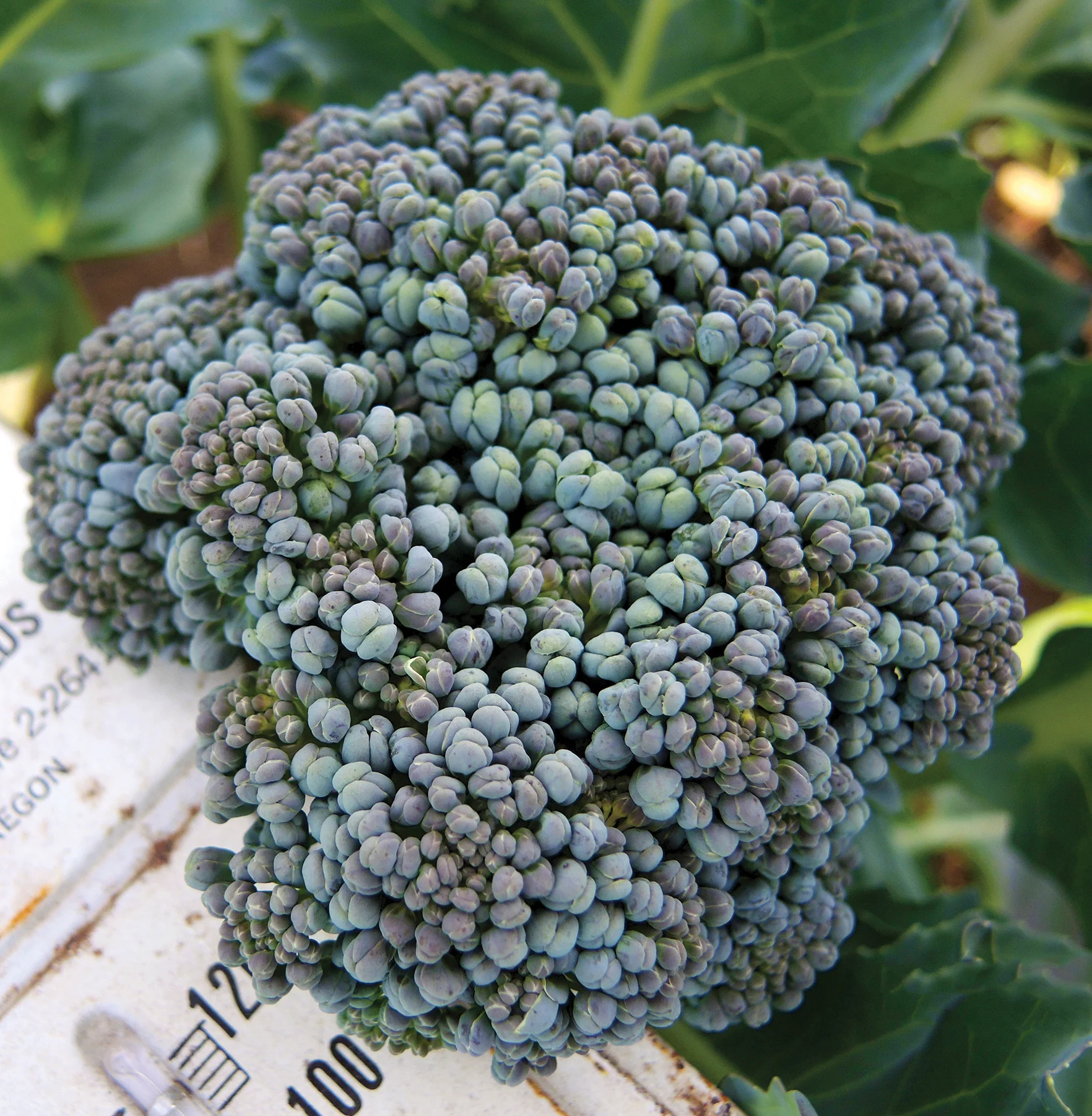 Umpqua broccoli