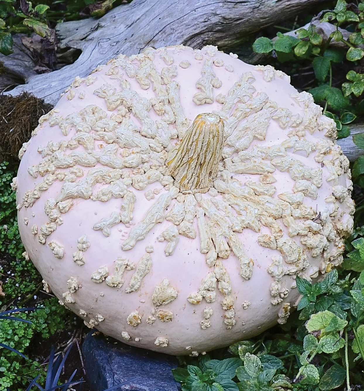 Galeaux D'eysines winter squash