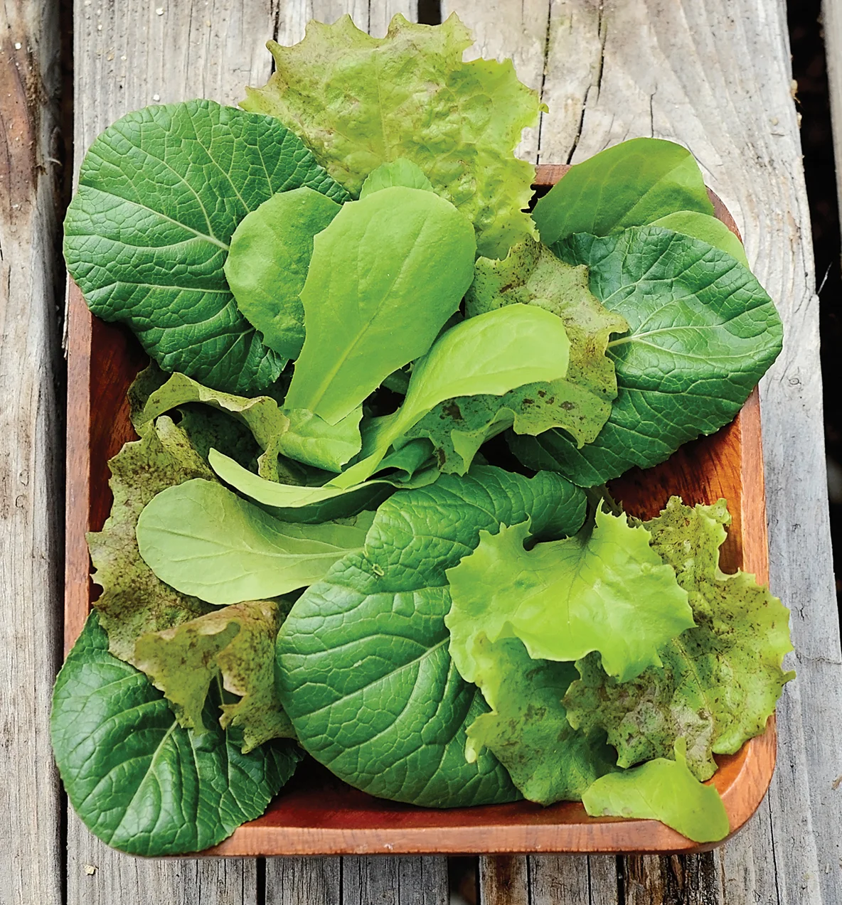 Tangy Mesclun Blend