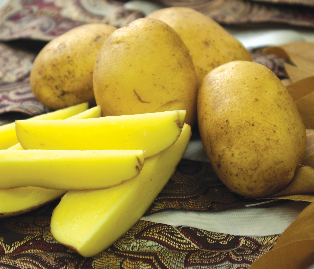 German Butterball potato