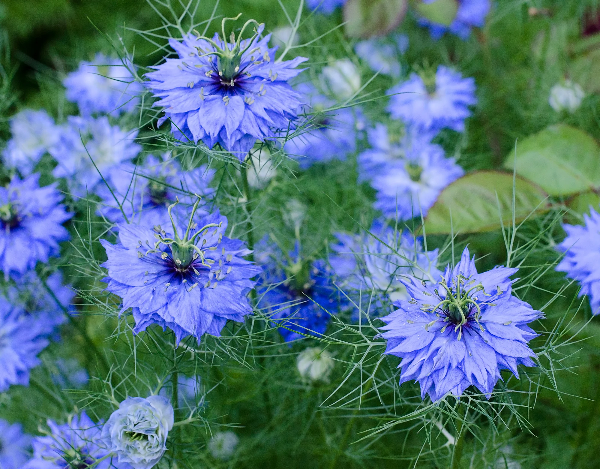 Nigella Sativa