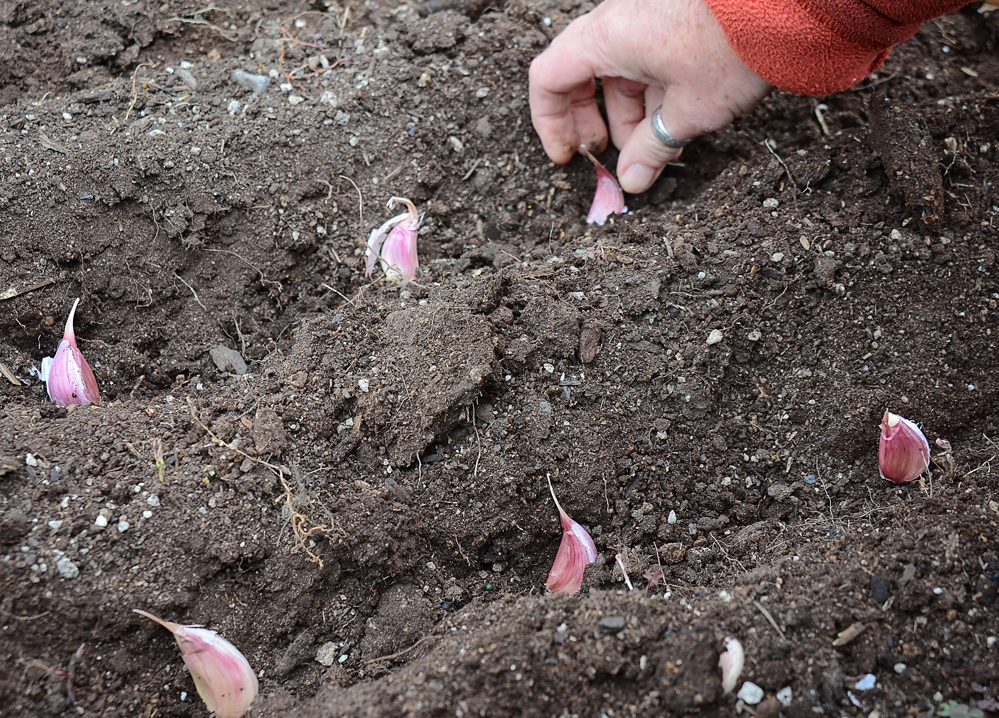 planting garlic.jpg