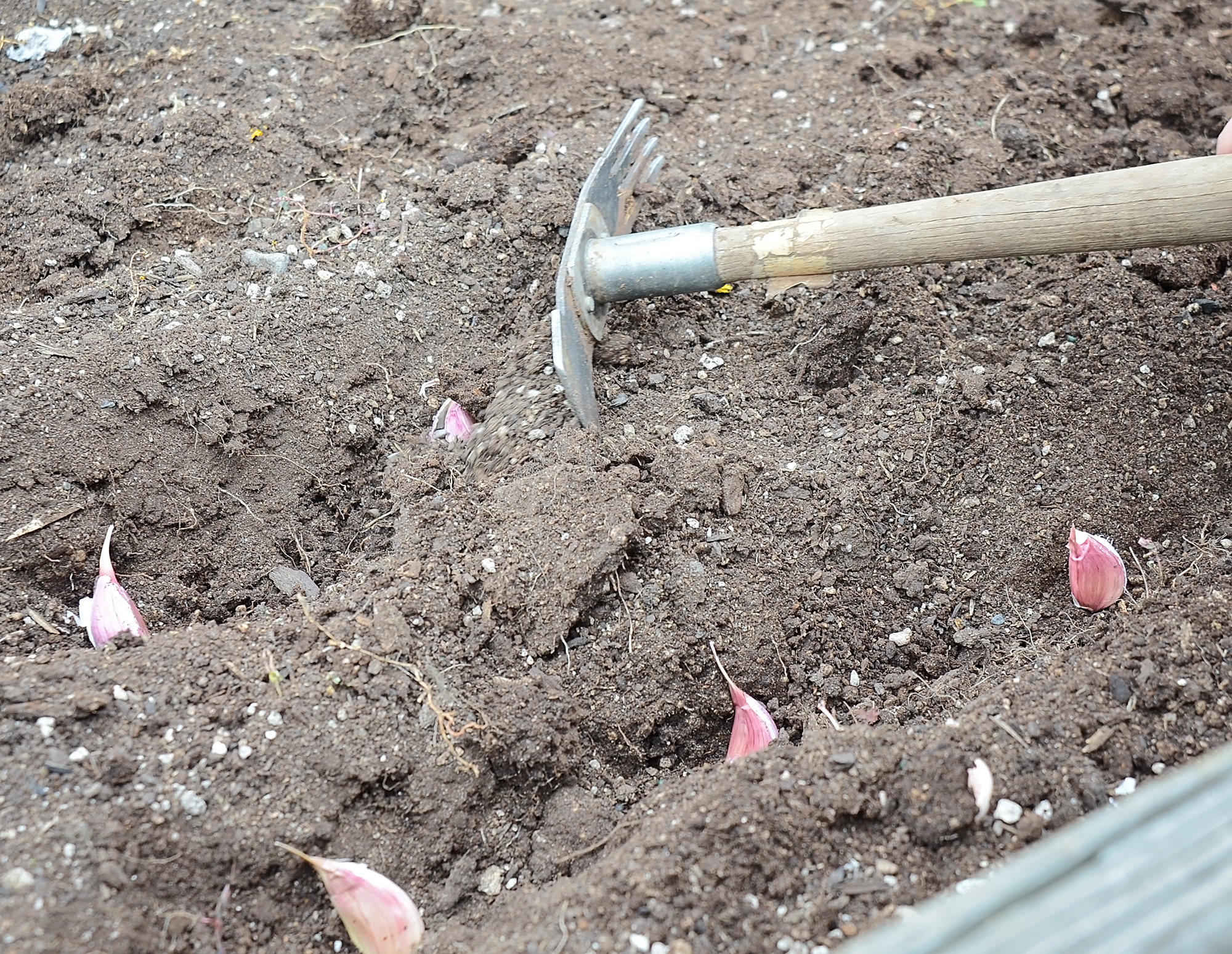 planting garlic2.jpg
