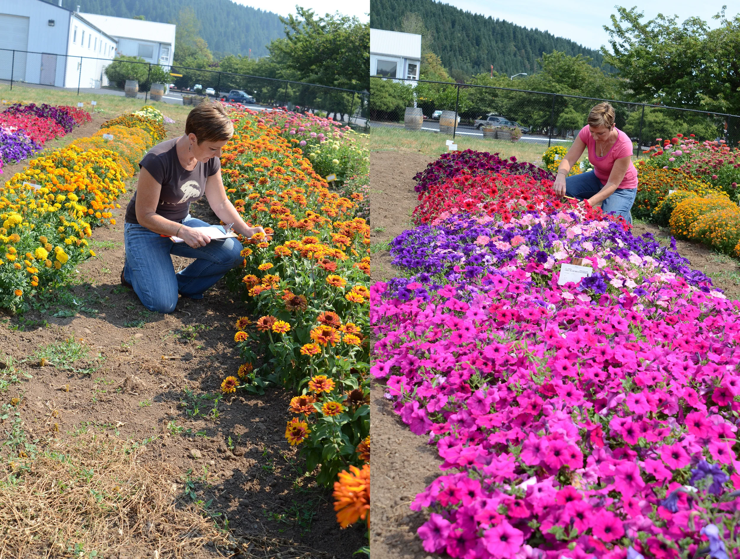 Competition in the flower trials is stiff with every flower vying for attention. Evaluating all these gorgeous varieties is a tough job, but somebody's got to do it!