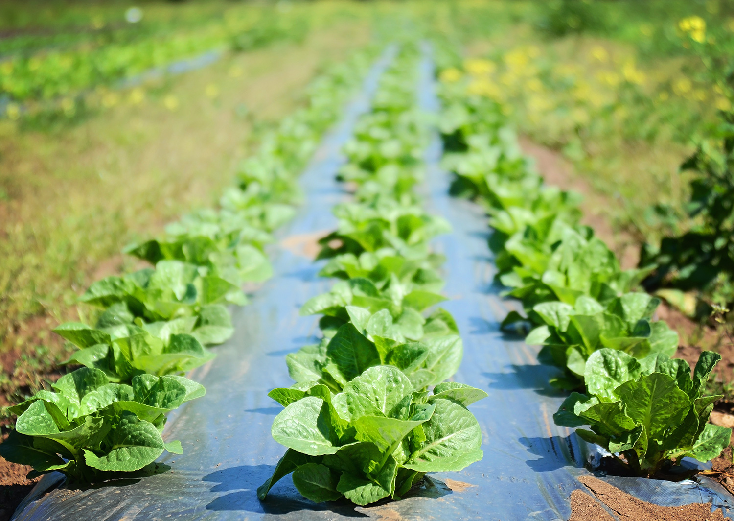 Lettuce-Seed-Crop-05-14-14-(37).jpg