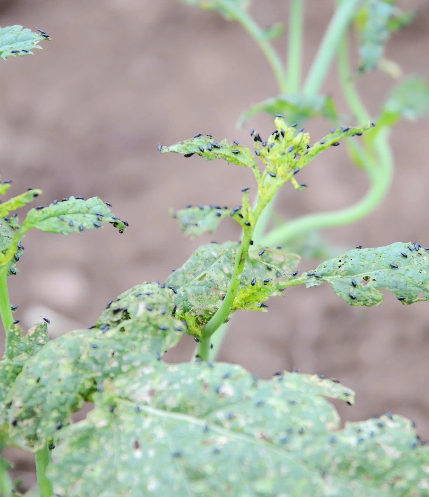 F lea beetles eating a trap crop of mustard