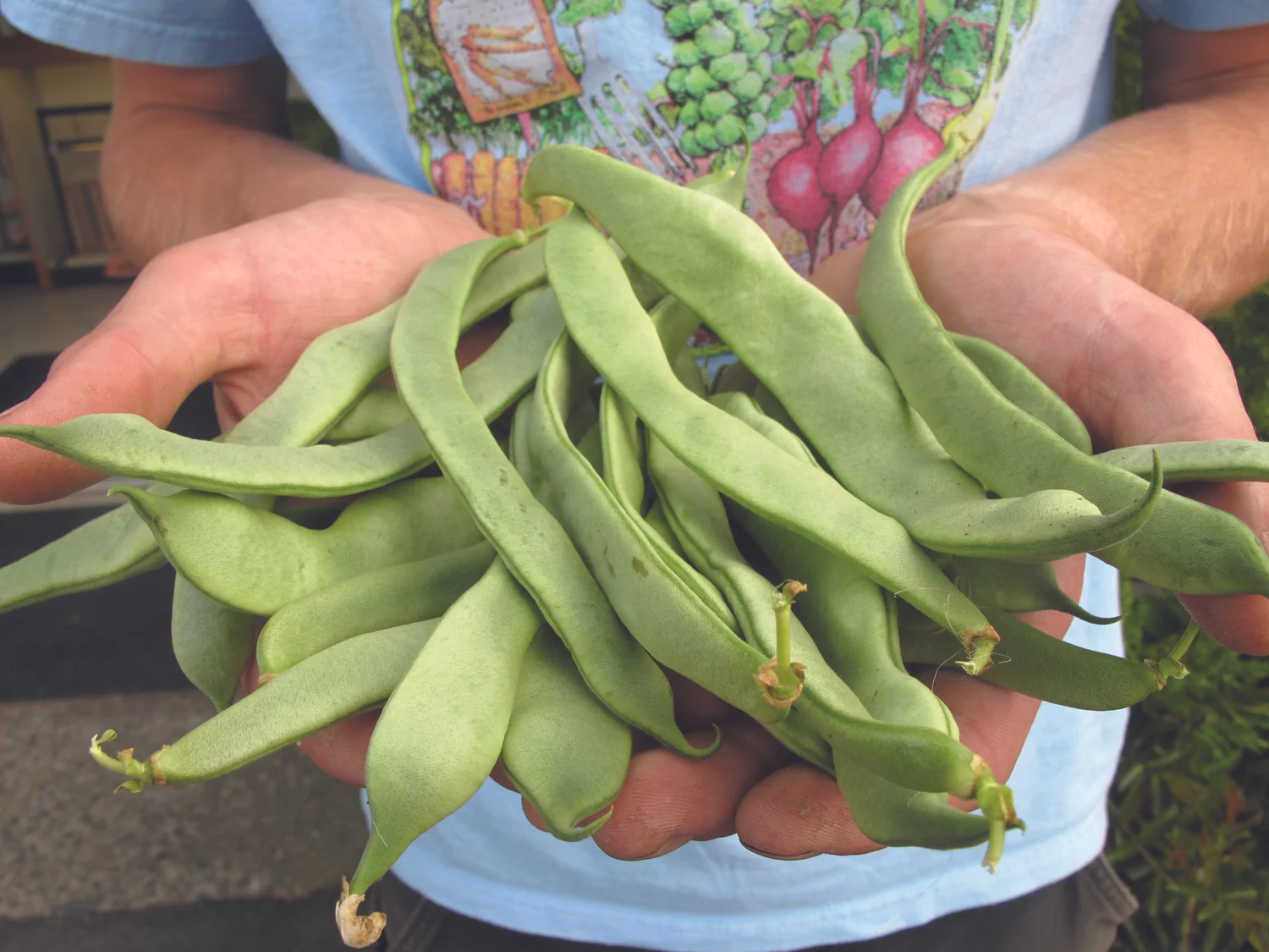 Openpollinated vs. Hybrid vs. Heirloom Plant 'em all! — Territorial