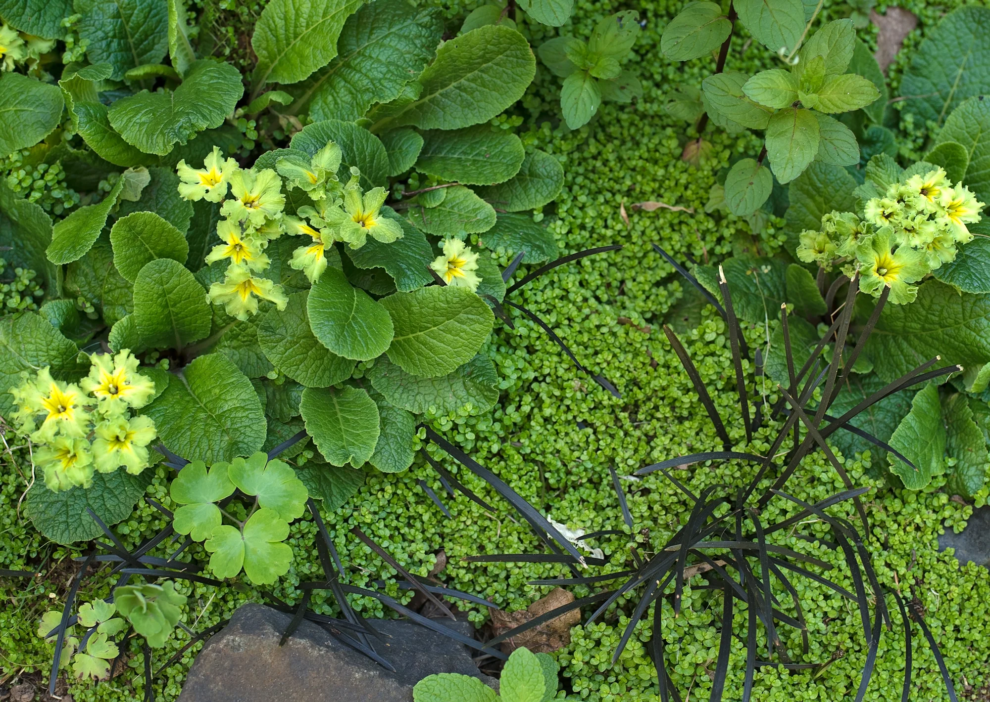 Primrose underplanted with Baby’s Tears