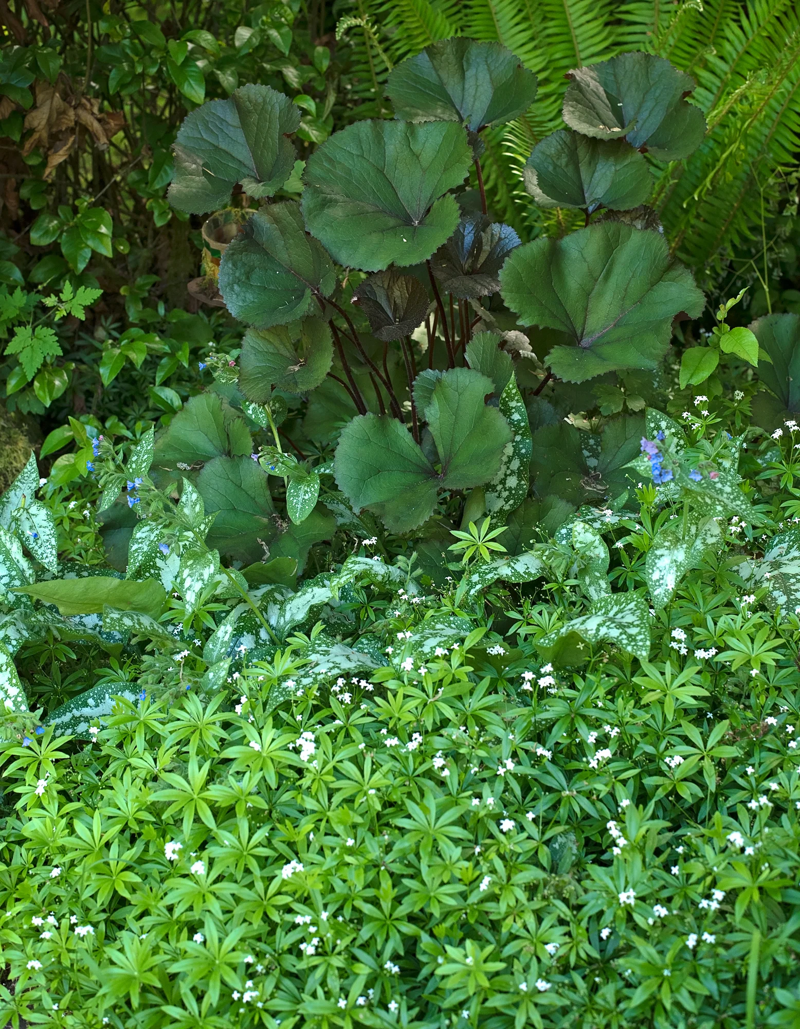 A shady spot with Sweet Woodruff covering the ground under Ligularia and Lungwort