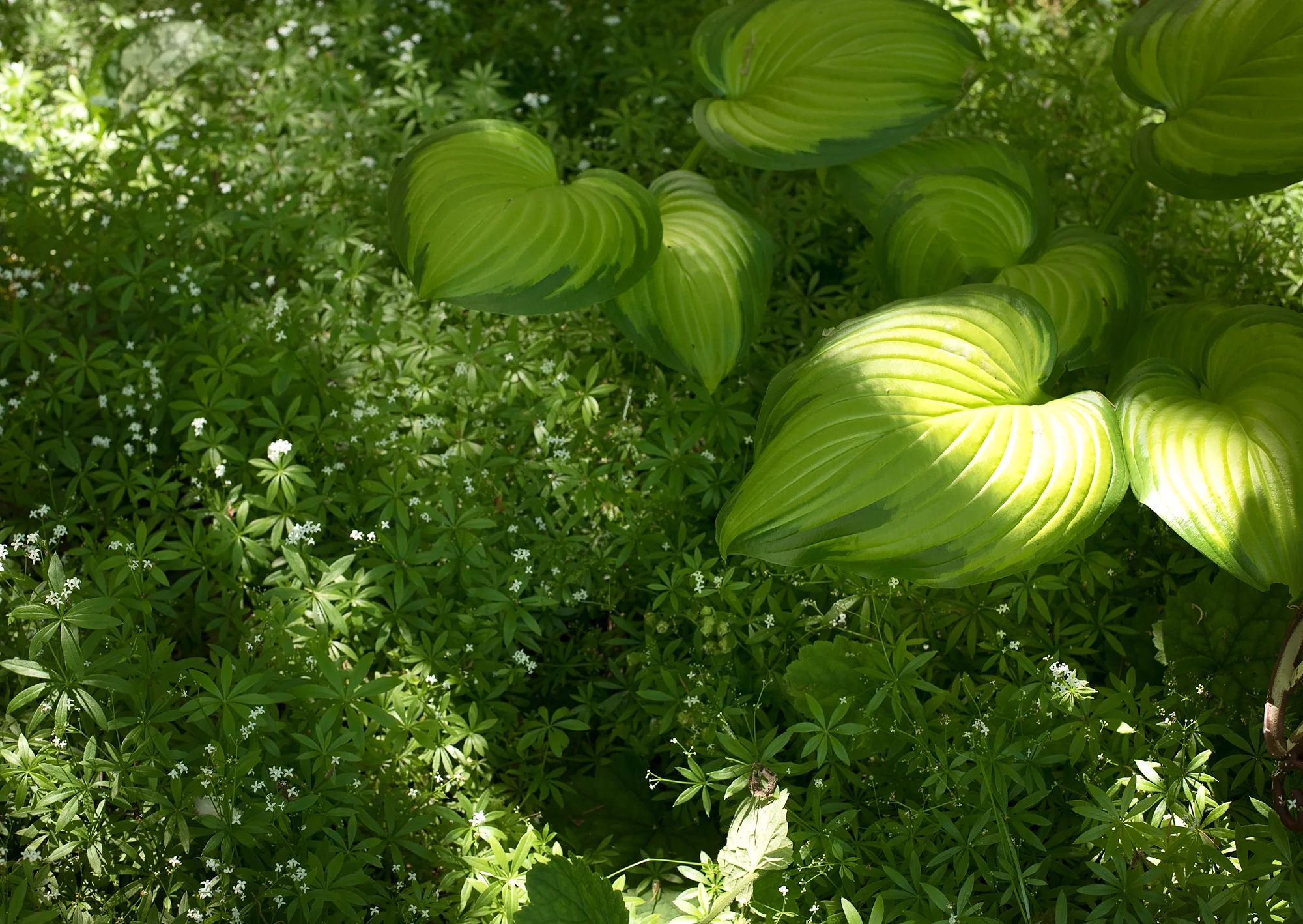 Sweet Woodruff setting off some Hostas