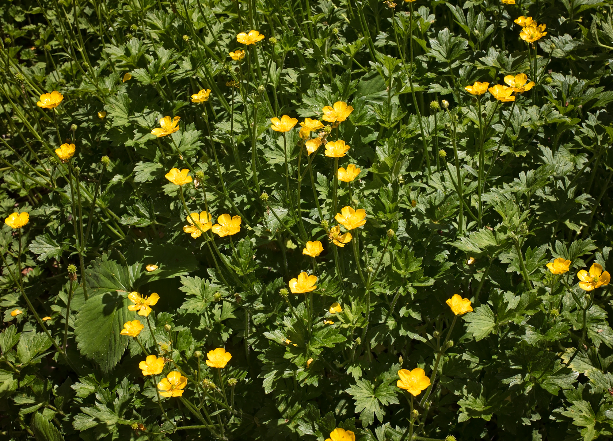 Thriving in soggy soil is the healthiest Creeping Buttercup ever