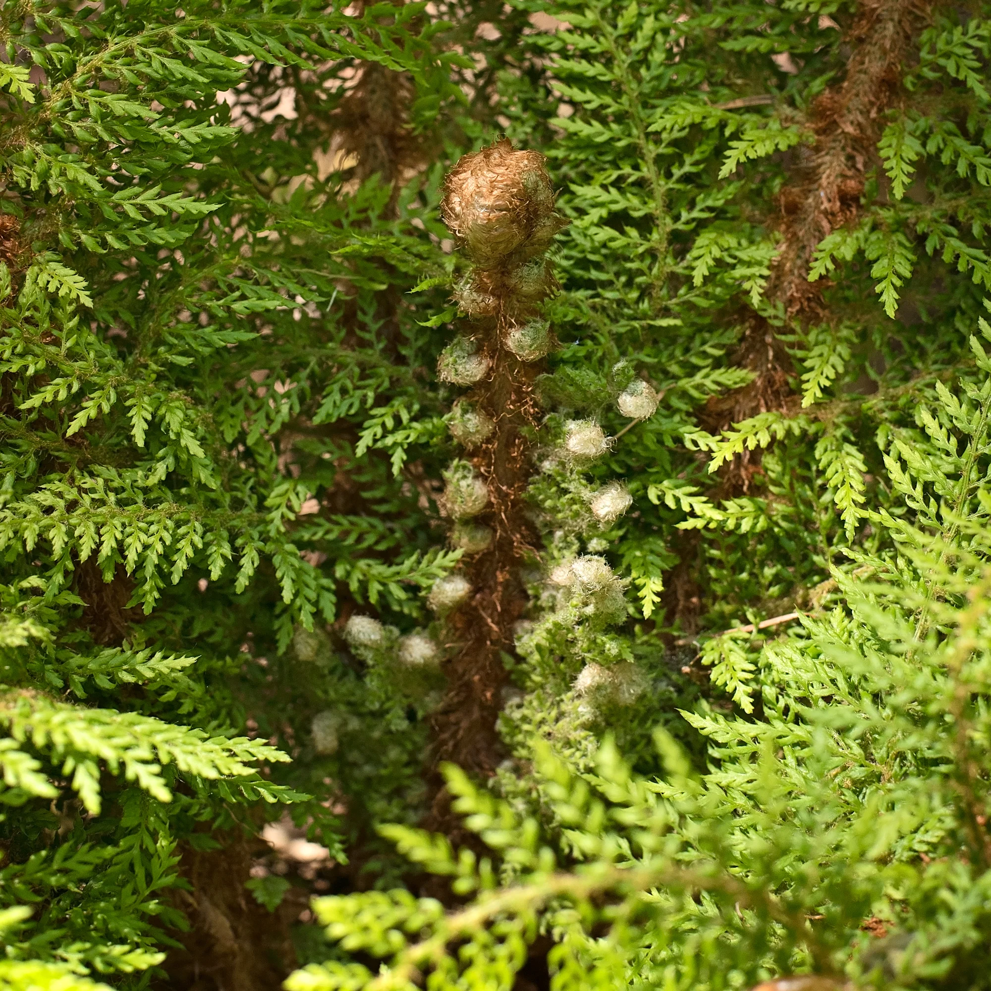 Getting up-close to an emerging fern