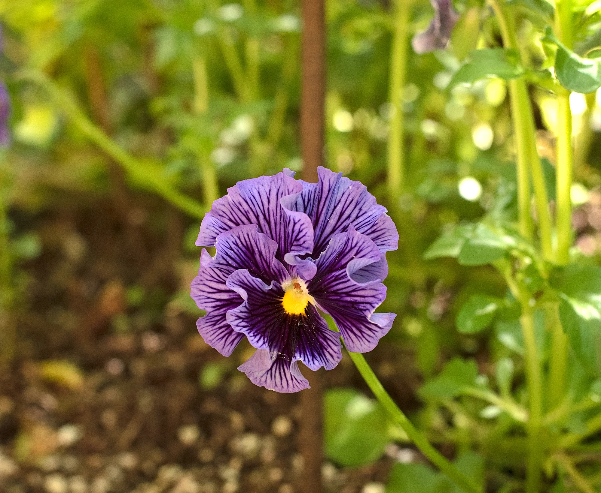 Appreciating the scent and smiling face of a ruffled Pansy
