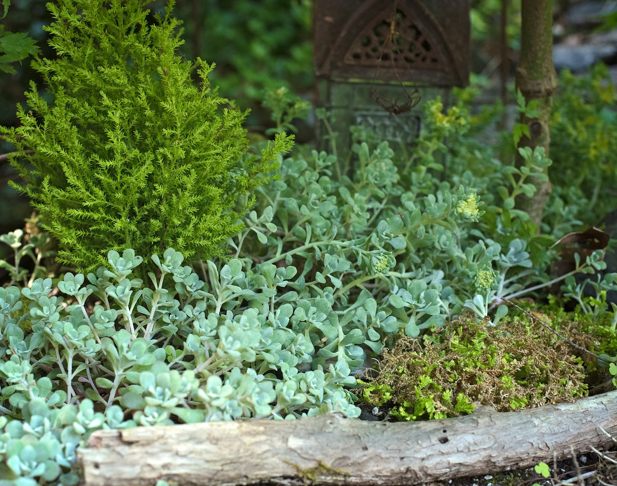 Experience the magic in a miniature planting at close range—so much is missed at a distance