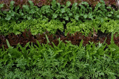Succession Planting — Territorial Seed Company Blog