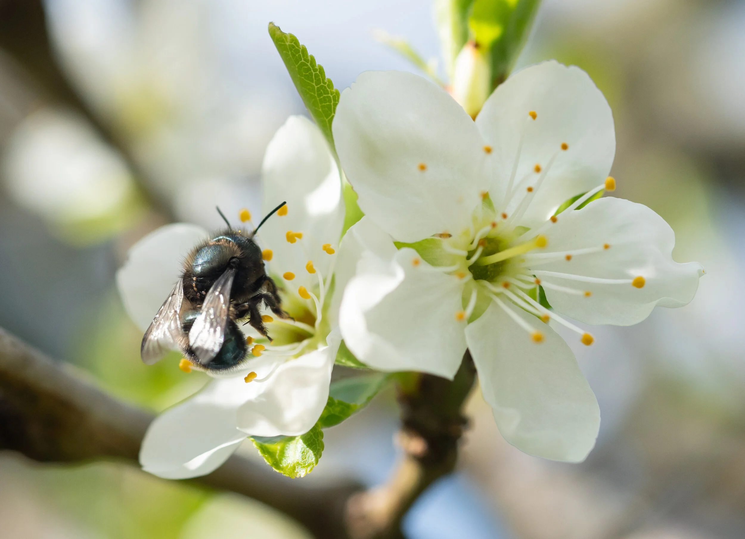 The Buzz on the Orchard Mason Bee