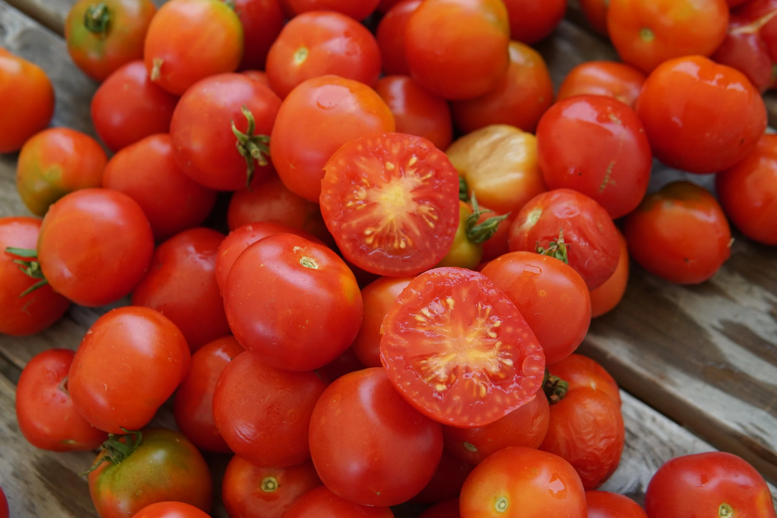 Quality Seed Starts with Quality Stock Seed — Territorial Seed Company Blog