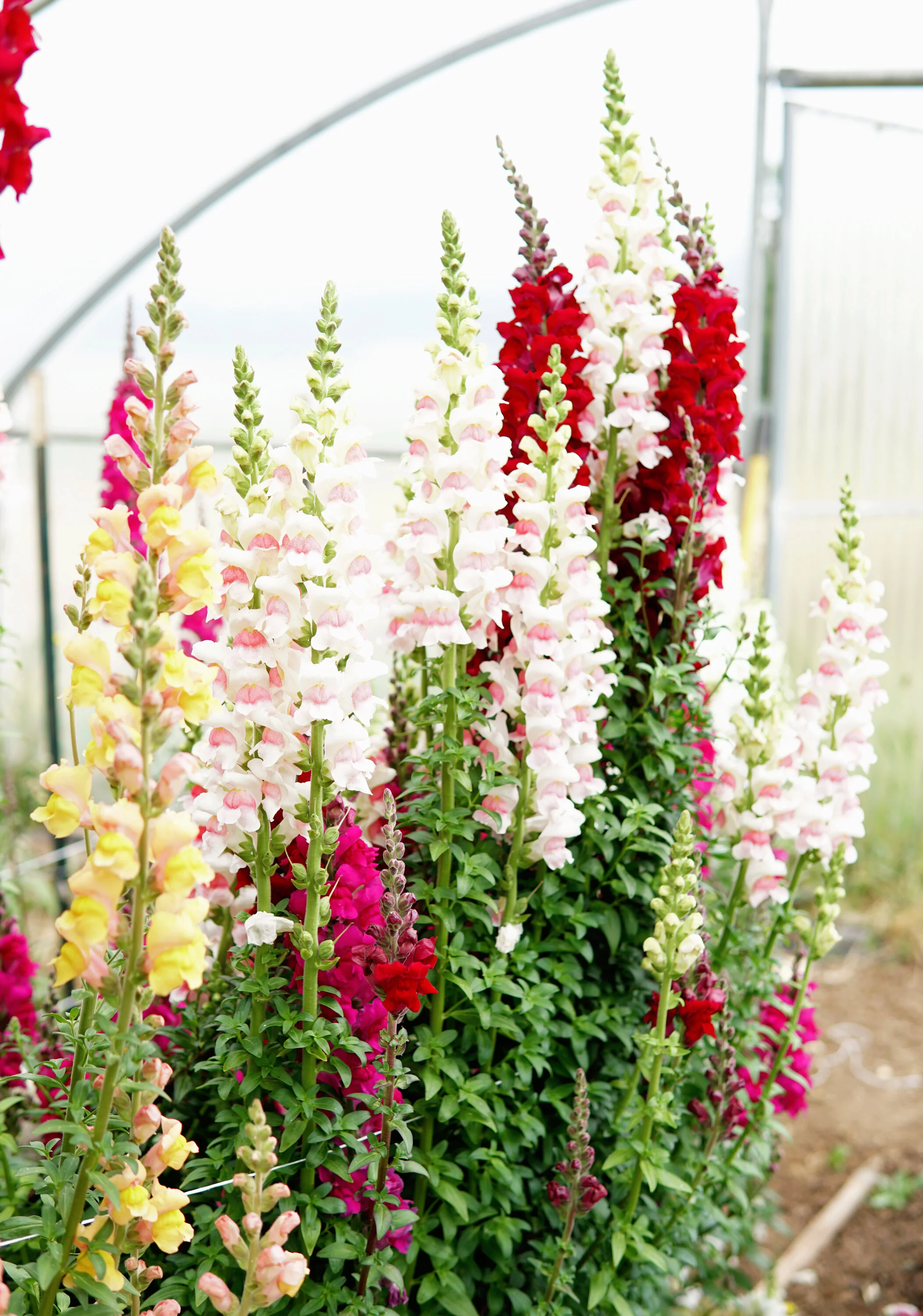 FallSown Flower Seed for Big Spring Blooms! — Territorial Seed Company