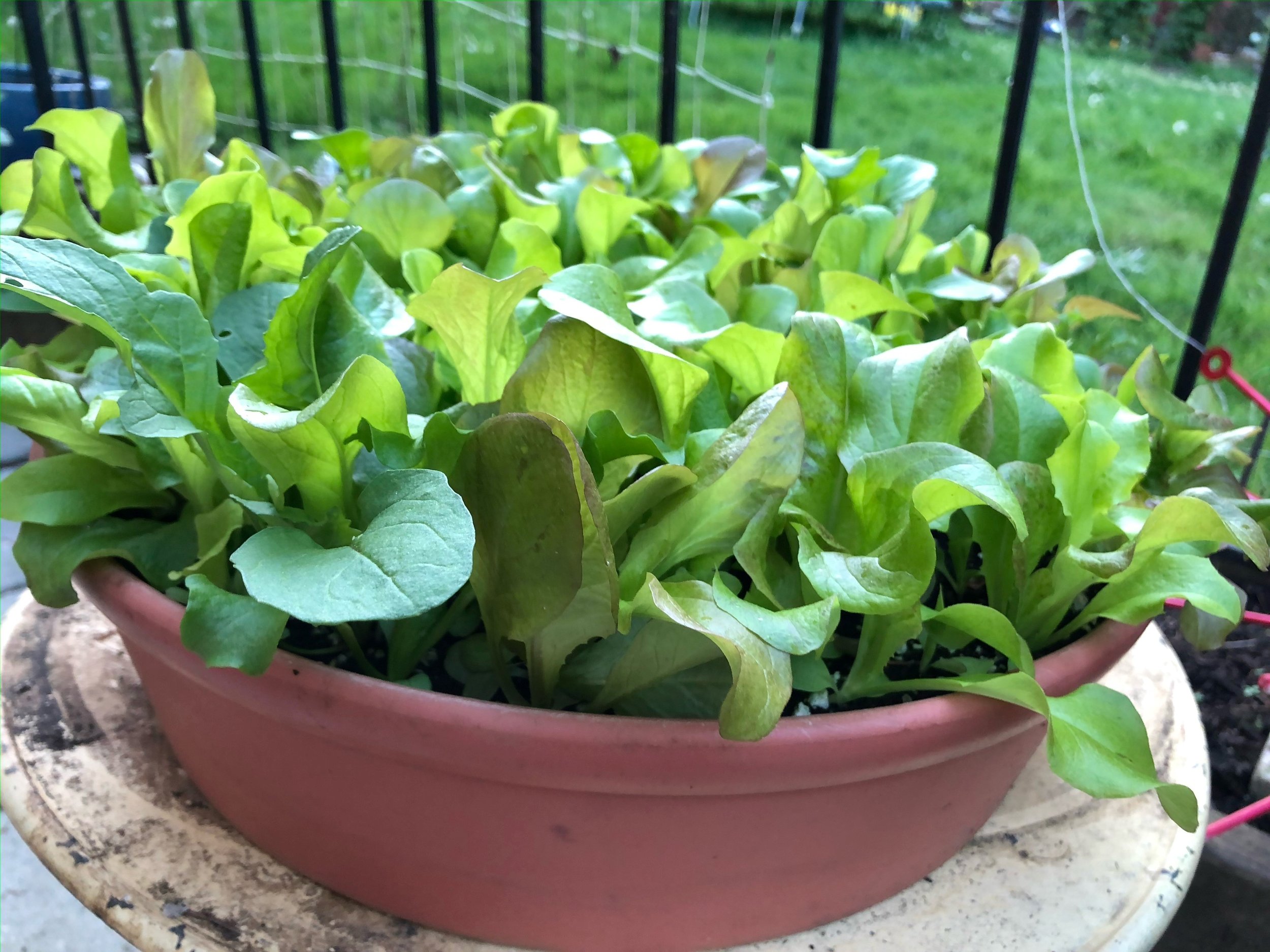 Mild Mesclun Blend Seed Mat