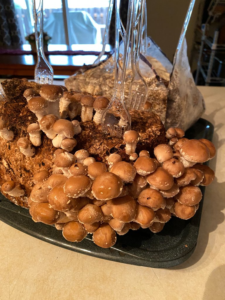 growing mushrooms-10.jpg