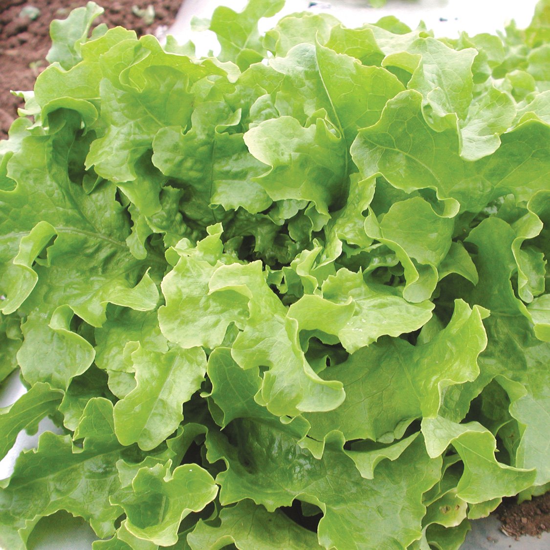 Green Salad Bowl Loose Leaf Lettuce