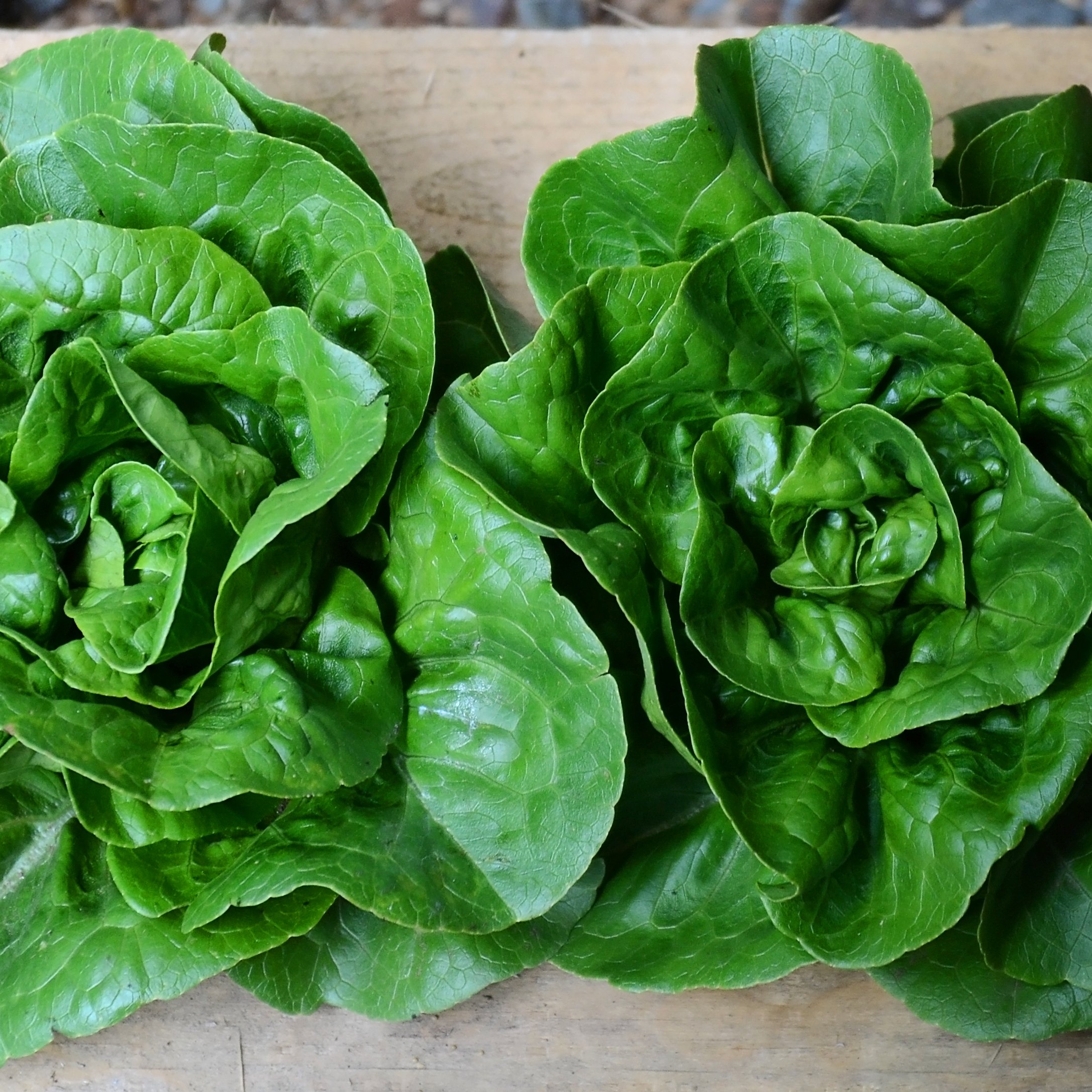 Newham Romaine Lettuce