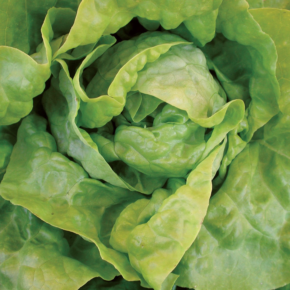 North Pole Butterhead Lettuce