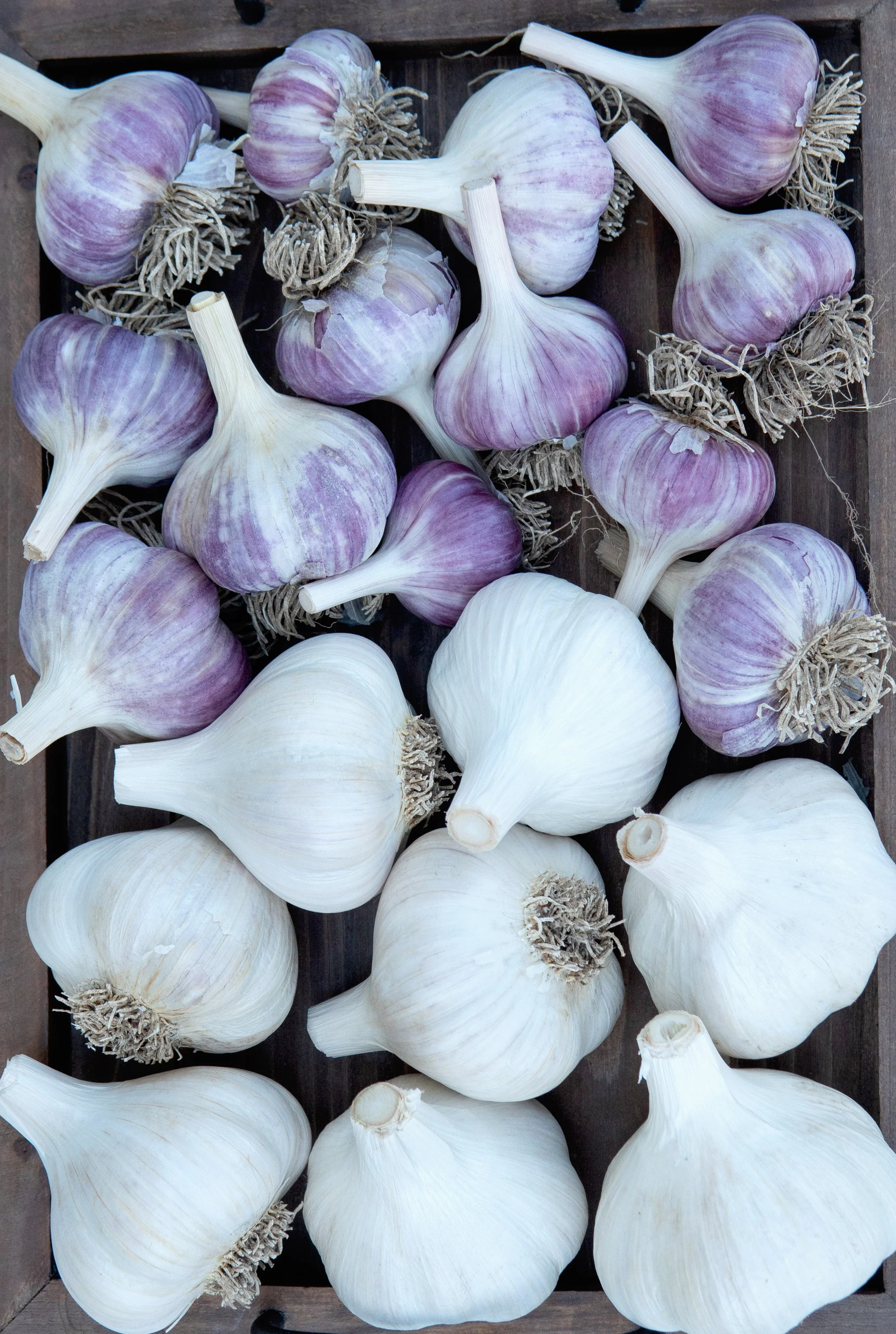 Enjoying Garlic Through the Seasons — Territorial Seed Company Blog