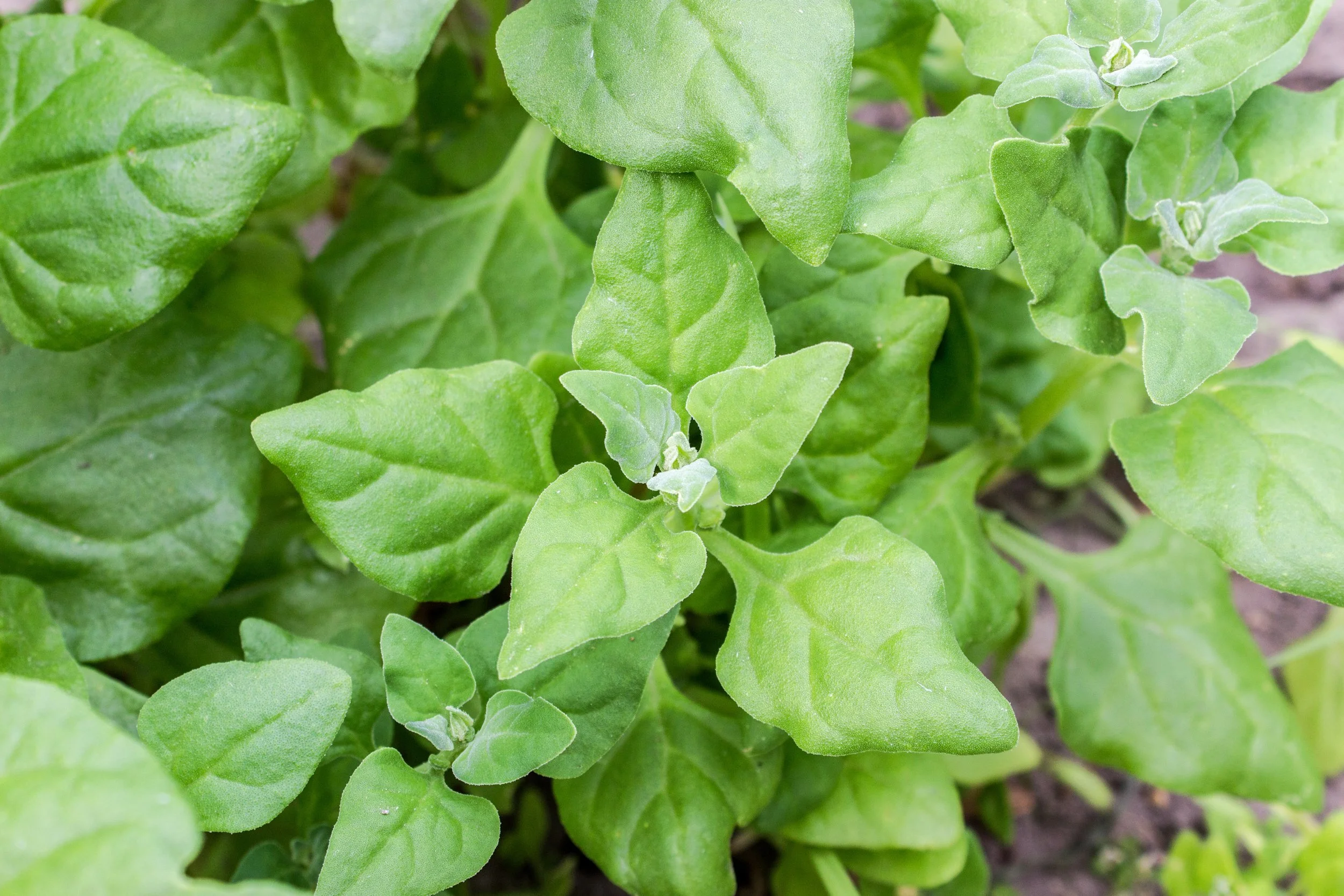 10 crops to try in your garden!