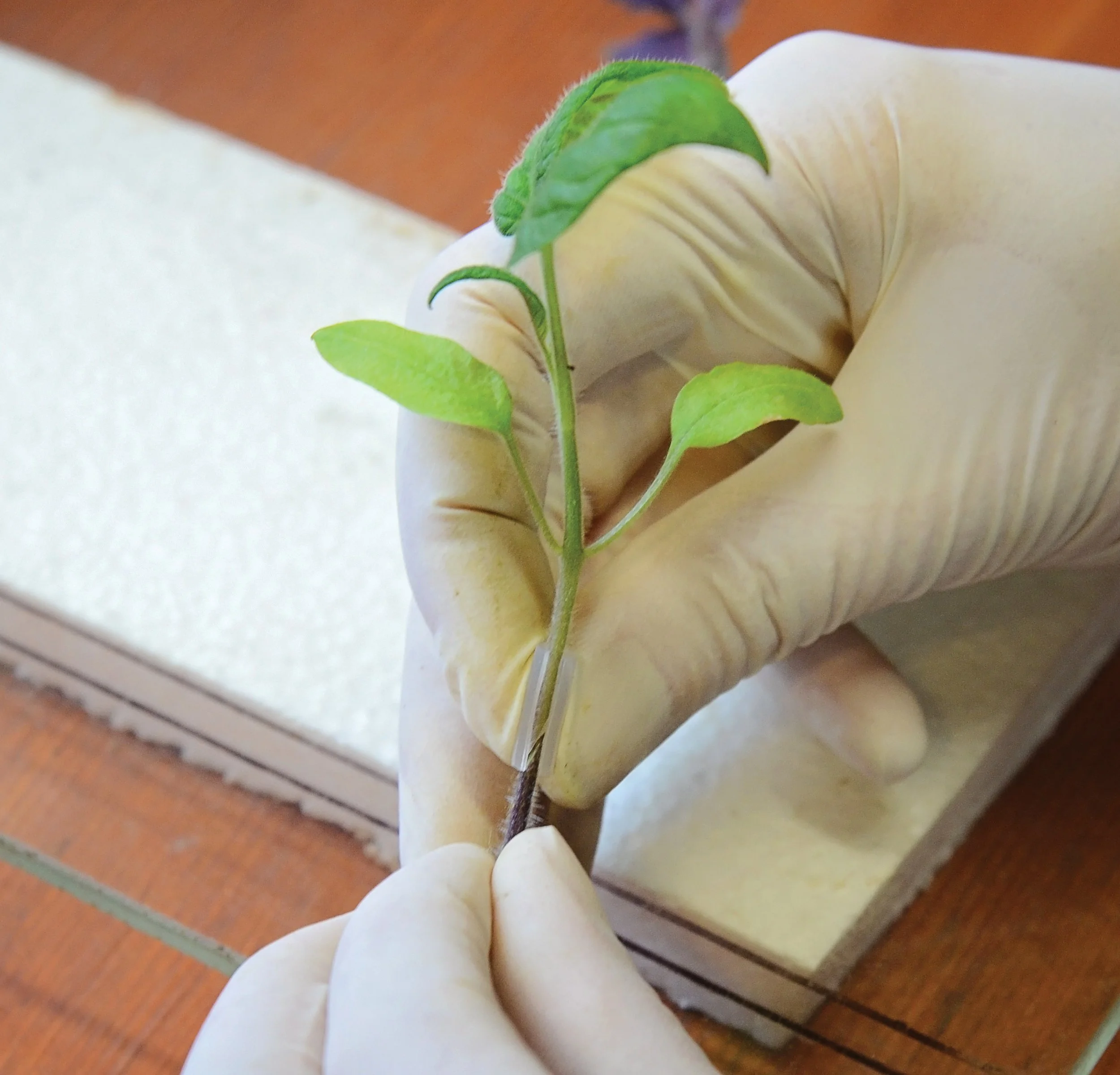 Grafted Plants for the Gardening Win! — Territorial Seed Company Blog