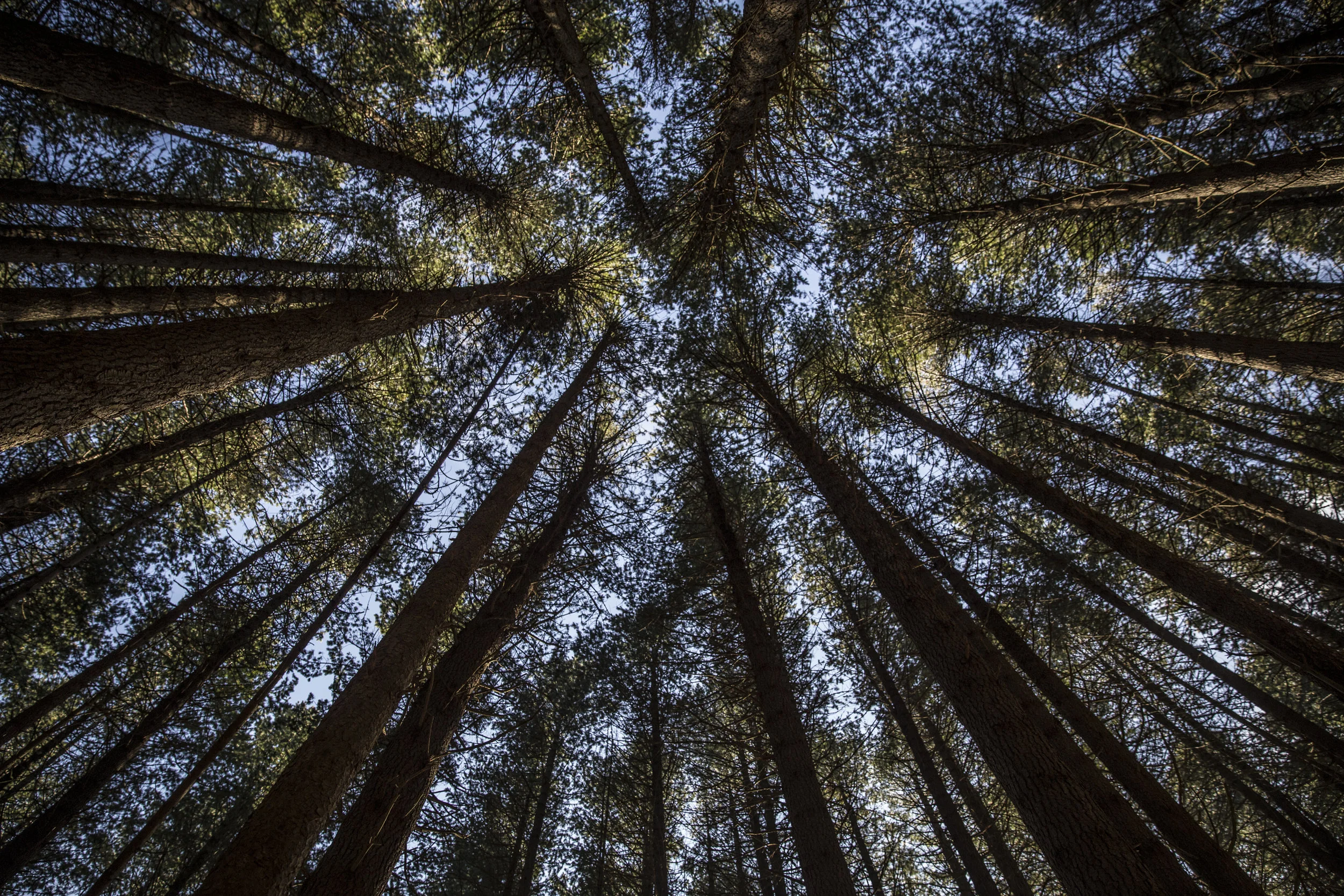 An adventure to Laurel Hill in 2015 - I look back on this experience as one of the most memorable along my photography journey. Photo taken on my next DSRL - Canon 6D Location: Laurel Hill, NSW.