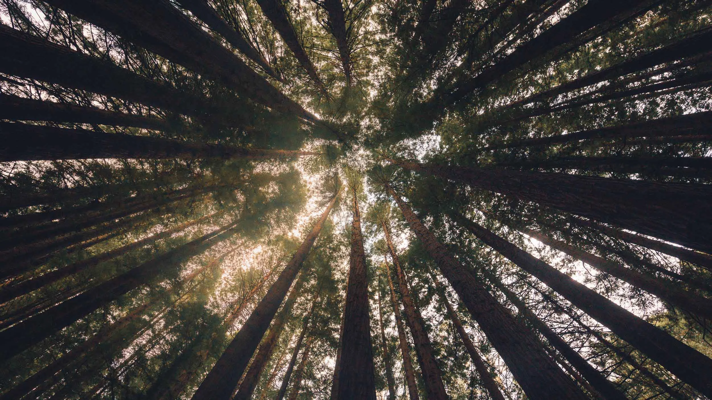 Looking up at the Redwoods